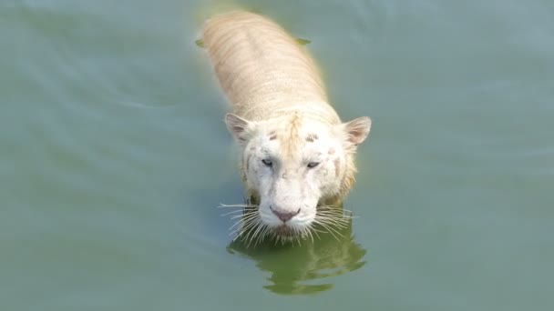 Tygrys bengalski (Panthera tigris tigris) pływał w stawie w czasie rzeczywistym. - Materiał filmowy, wideo