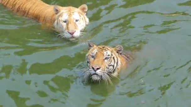ベンガルトラ(Panthera tigris tigris)は池でリアルタイムで泳いでいました. - 映像、動画