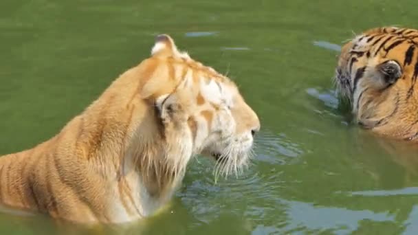 Ο τίγρης της Βεγγάλης (Panthera tigris tigris) κολυμπούσε σε λίμνη, σε πραγματικό χρόνο. - Πλάνα, βίντεο