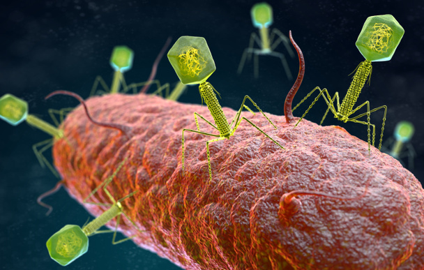 Vírus bacteriófago a atacar uma bactéria
 - Foto, Imagem