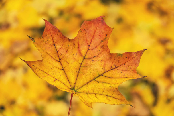 maple yellow autumn leaf on a yellow foliage background - 写真・画像
