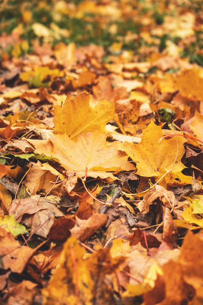fallen autumn foliage, background, close-up - Фото, зображення