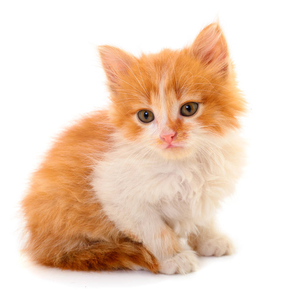 Small red kitten. - Foto, Imagem