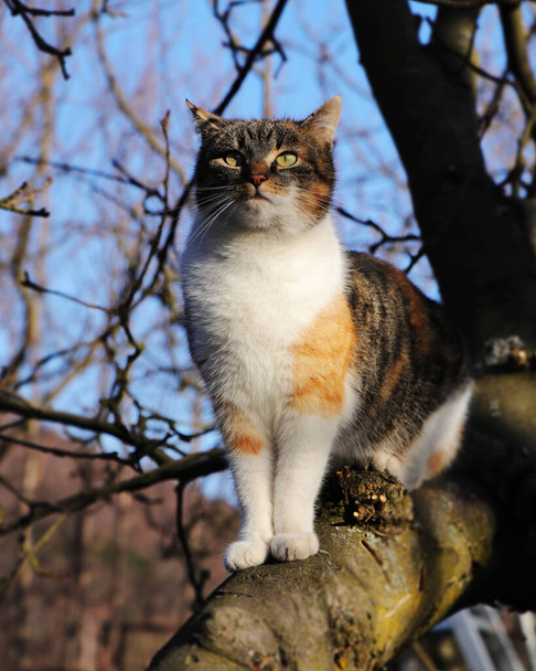 Die vornehme Katzenkönigin sitzt auf einem Apfelbaum und beobachtet ihre Herrschaft. entzückendes und hochgesinntes Kätzchen mit magisch grünen Augen. felis catus domesticus ist bereit, ein anderes Territorium zu übernehmen. - Foto, Bild
