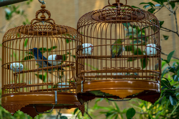 Birds in cages hanging at the Bird Garden and  market in Yuen Po - Foto, imagen