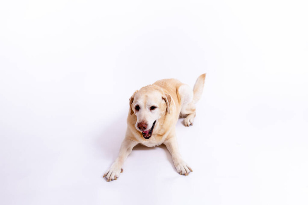 cute labrador dog lying at the floor  - Valokuva, kuva