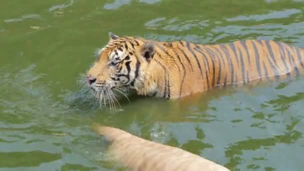 Бенгальский тигр (Panthera tigris tigris) плавал в пруду в режиме реального времени
. - Кадры, видео