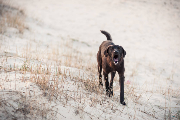 Собака лает на белый песок
 - Фото, изображение