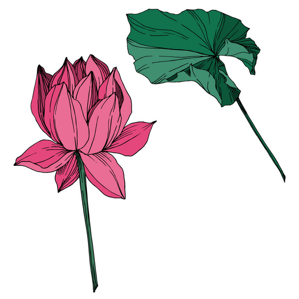 Vektor Lotus virágos botanikus virág. Fekete-fehér vésett tinta Art. Különálló Lotus illusztrációs elem. - Vektor, kép