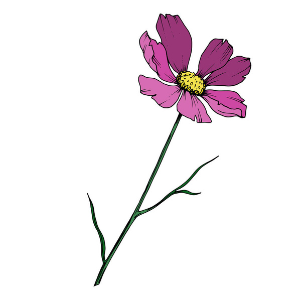 Vector Cosmos floral botanical flowers. Black and white engraved ink art. Isolated cosmea illustration element. - Διάνυσμα, εικόνα