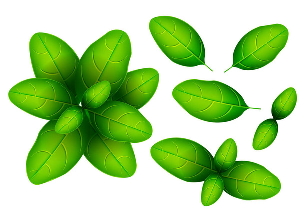 Hoja de albahaca fresca. 3D realista vector conjunto hojas de albahaca. Aroma saludable. Aislado sobre fondo blanco. Hierbas y especias juego de cocina. Ilustración vectorial
 - Vector, Imagen