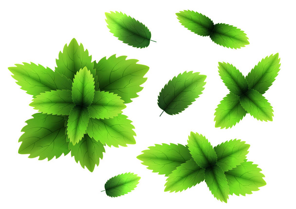 Hoja de menta fresca. 3D realista vector set hojas de menta. Aroma saludable. Hojas de menta verde. Aislado sobre fondo blanco. Ilustración vectorial
 - Vector, Imagen