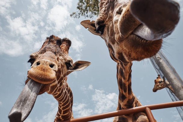 zwei riesige Giraffen, die ihre Zungen ausstrecken - Foto, Bild