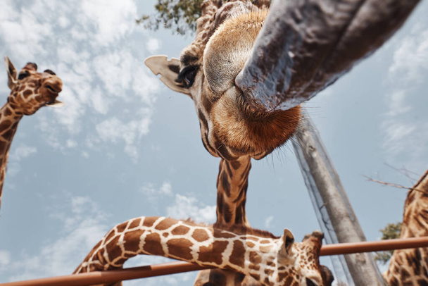 due enormi giraffe che sporgono le loro lingue
 - Foto, immagini