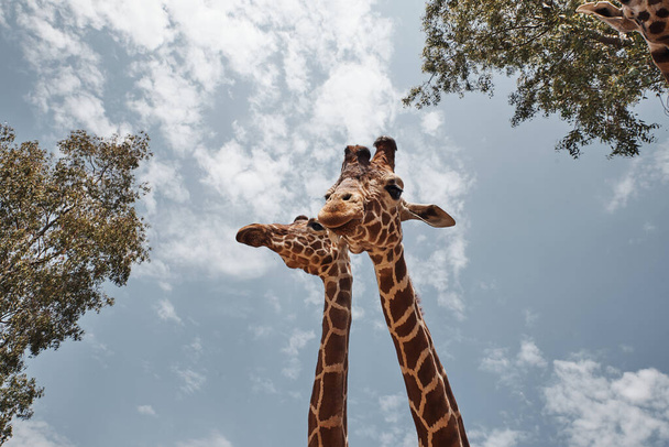 twee enorme giraffen steken hun tong uit - Foto, afbeelding