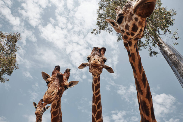 enormi giraffe che sporgono le loro lingue
 - Foto, immagini