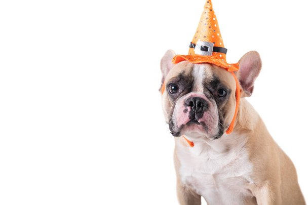Portrait of Cute French bulldog with hat halloween isolated  - Zdjęcie, obraz