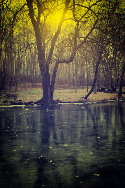 Жуткий лес - Фото, изображение