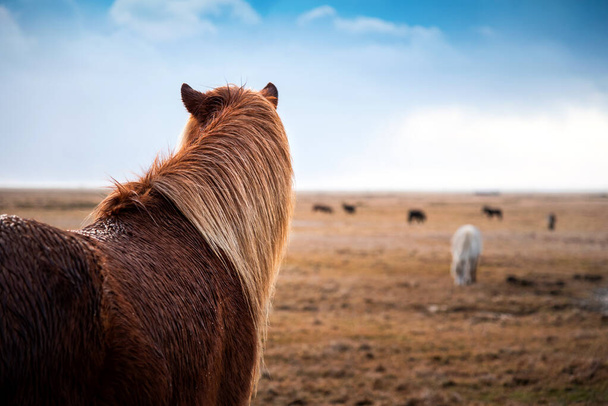 Adoráveis cavalos islandeses no campo, Islândia viagem de carro
 - Foto, Imagem