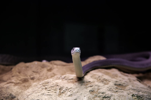 Serpent venimeux sauvage
 - Photo, image