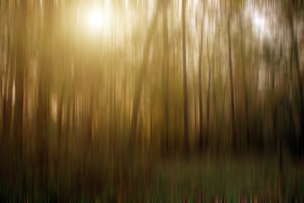 抽象的な森林の背景 - 写真・画像