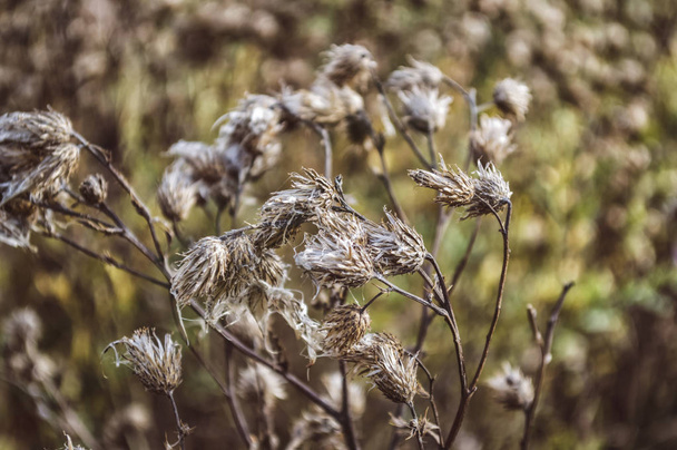 close-up van onkruid bloem, herfst zonnige dag - Foto, afbeelding