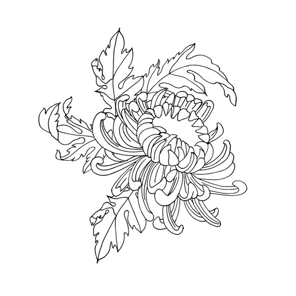 Hand draw vector chrysanthemum flowers illustration. Floral wreath. Botanical floral card with daisy flower on white background. - Vetor, Imagem