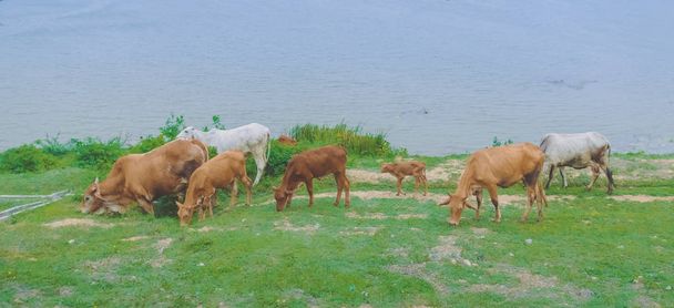 美しい夏の日に川の近くの牧草地で平和的に放牧牛の群れ - 写真・画像