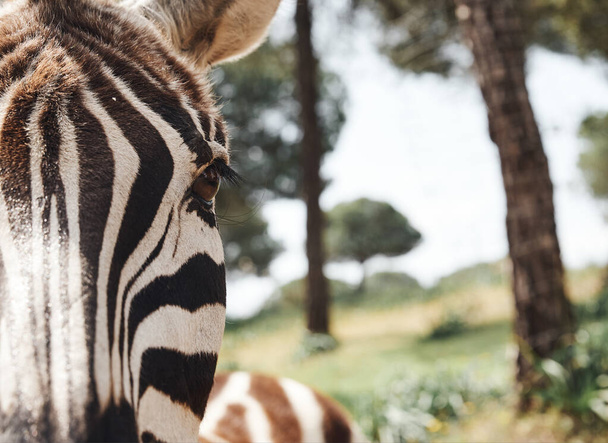 közeli kép egy felnőtt zebra a szabadság az afrikai szavannah - Fotó, kép