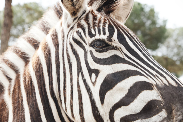 detail dospělé zebry ve svobodě od africké savany - Fotografie, Obrázek