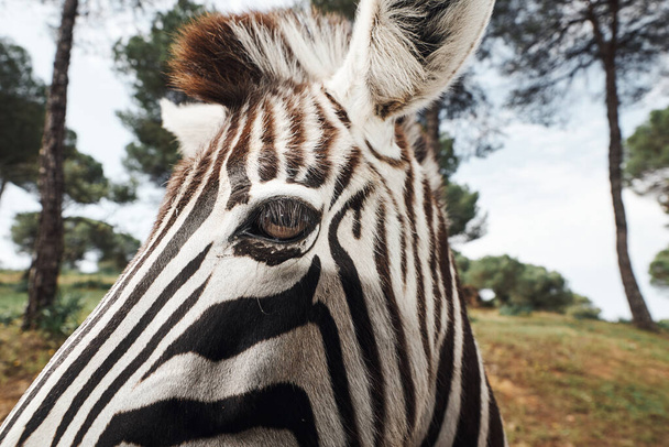 közeli kép egy felnőtt zebra a szabadság az afrikai szavannah - Fotó, kép