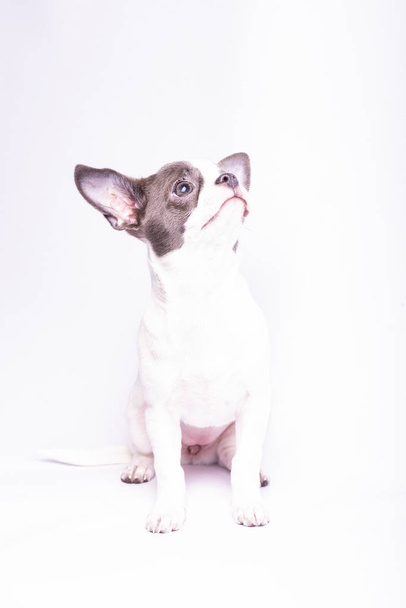 Szczeniak Chihuahua, fotografia studyjna małych psów - Zdjęcie, obraz