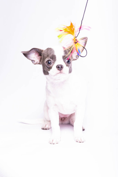 Chihuahua štěně, studiová fotografie malých psů - Fotografie, Obrázek