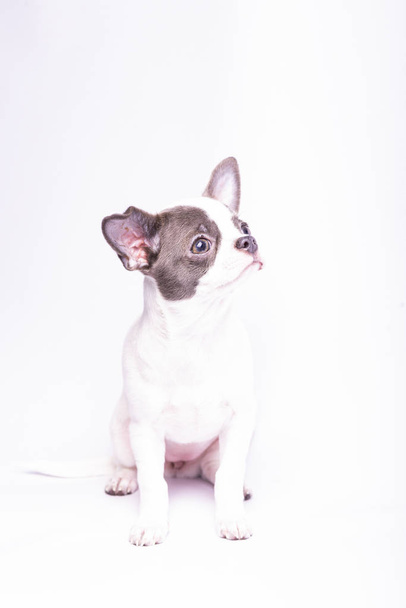 Chihuahua köpeği, küçük köpeklerin stüdyo fotoğrafları. - Fotoğraf, Görsel