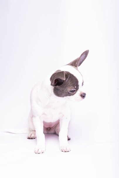 Chihuahua子犬、小さな犬のスタジオ写真 - 写真・画像