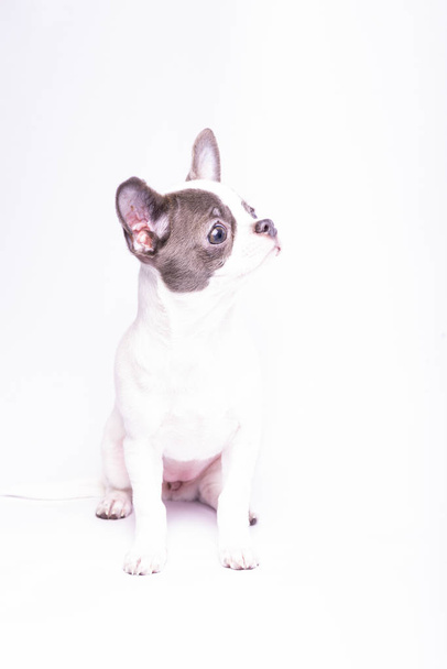 Chihuahua子犬、小さな犬のスタジオ写真 - 写真・画像