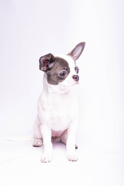 Chihuahua puppy, studio photography of small dogs - Φωτογραφία, εικόνα