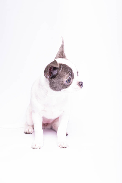 Chiot chihuahua, photographie de studio de petits chiens
 - Photo, image