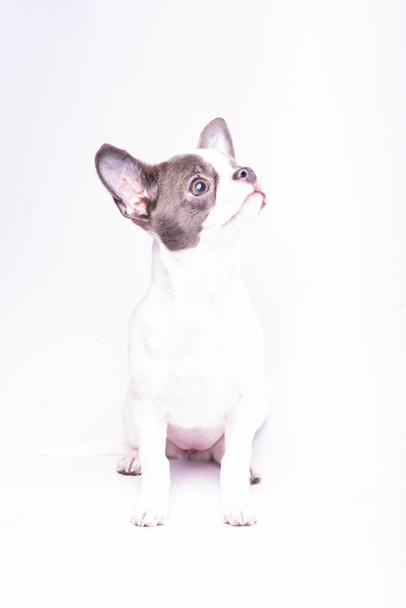 Chihuahua cucciolo, fotografia di studio di cani di piccola taglia
 - Foto, immagini