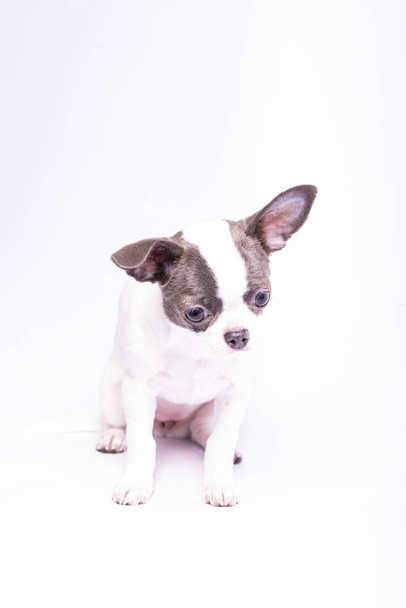 Chihuahua kiskutya, stúdió fotózás kis kutyák - Fotó, kép
