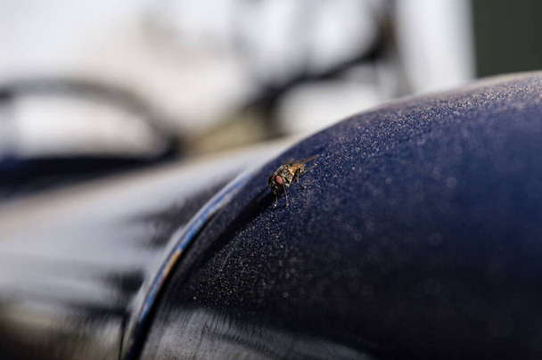 Gros plan micro de mouche indienne assis sur un tracteur indien le matin. - Photo, image