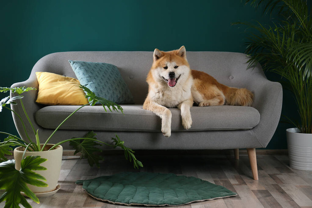 Cute Akita Inu dog on sofa in room with houseplants - Foto, Imagem