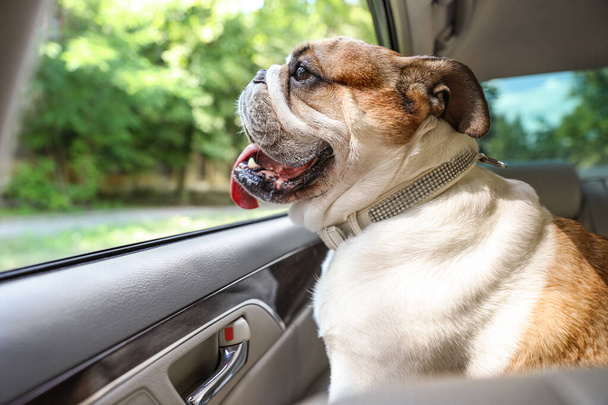English bulldog looking out of car window - Photo, image