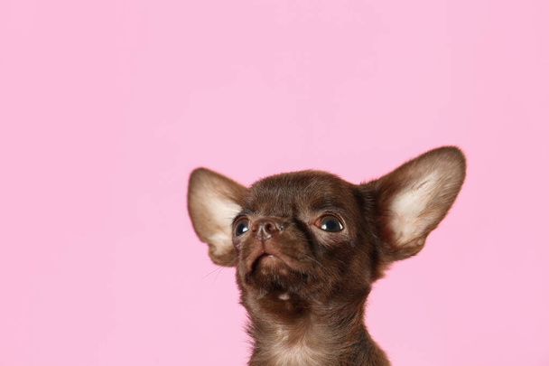 Cute small Chihuahua dog on pink background. Space for text - Фото, зображення