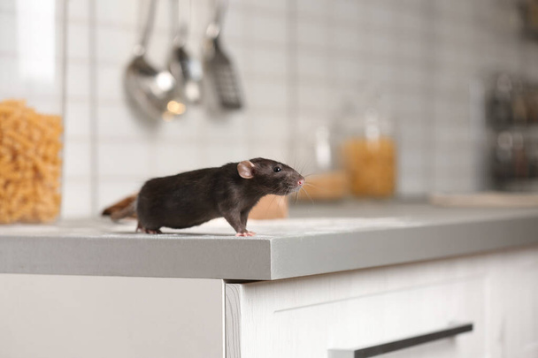 Rat on kitchen counter at home. Household pest - Fotó, kép