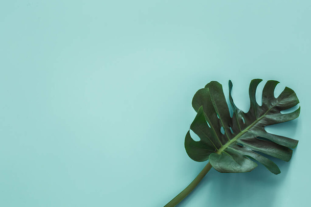 Tropical live leaf monstera on a colored background. - Photo, Image