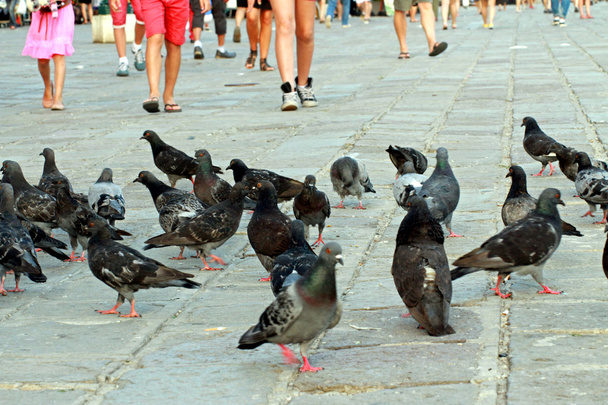 Yaz ve birçok güvercinler ve güvercin İtalyan PIA bacaklar - Fotoğraf, Görsel