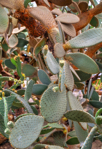 Krásný výhled na kaktusové rostliny v botanické zahradě - Fotografie, Obrázek