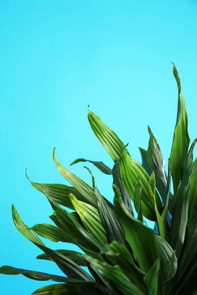 Tropical leaves on blue background, space for text. Stylish interior element - Φωτογραφία, εικόνα
