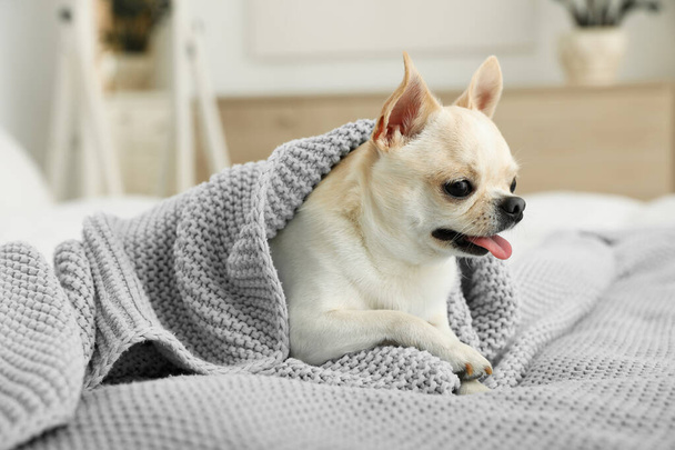 Adorable Toy Terrier wrapped in light blue knitted blanket on bed. Domestic dog - Foto, Bild
